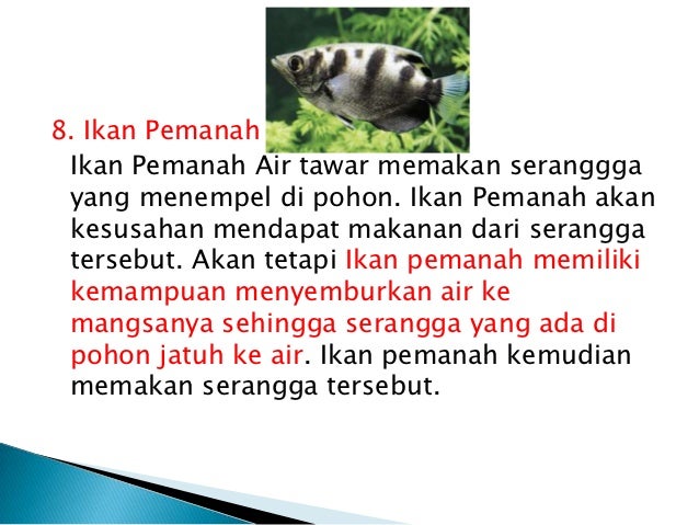 Ciri Khusus Pada Hewan