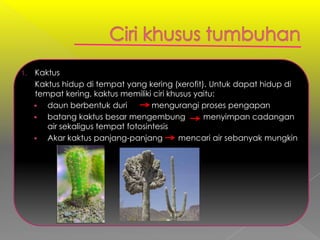1.   Kaktus
     Kaktus hidup di tempat yang kering (xerofit). Untuk dapat hidup di
     tempat kering, kaktus memiliki ciri khusus yaitu:
       daun berbentuk duri         mengurangi proses pengapan
       batang kaktus besar mengembung            menyimpan cadangan
        air sekaligus tempat fotosintesis
       Akar kaktus panjang-panjang         mencari air sebanyak mungkin
 