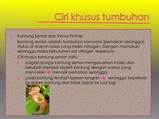 3.   Kantung Semar dan Venus Flytrap
     Kantung semar adalah tumbuhan karnivora (pemakan serangga).
     Hidup di daerah rawa yang miskin nitrogen. Dengan memakan
     serangga maka kebutuhan zat nitrogen terpenuhi.
     Ciri khusus kantung semar yaitu:
          bagian bunga kantung semar mengeluarkan madu dan
          berubah menjadi seperti kantung dengan warna yang
          mencolok     menarik perhatian serangga
         pada kantung terdapt lapisan lengket    serangga terpeleset
          ke dalam kantung dan tidak dapat ke luar lagi
 
