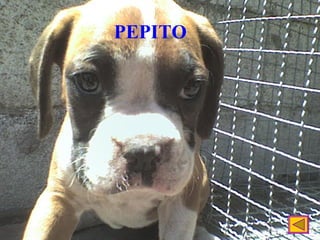 PEPITO 