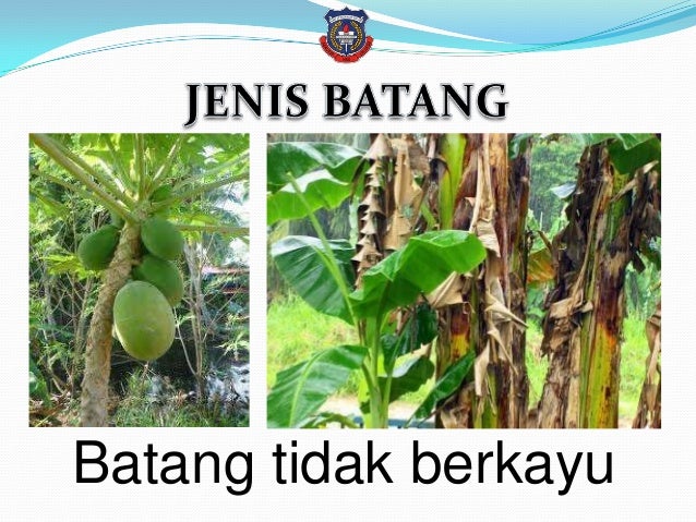 Jenis Batang Tumbuhan Ciri luaran tumbuhan