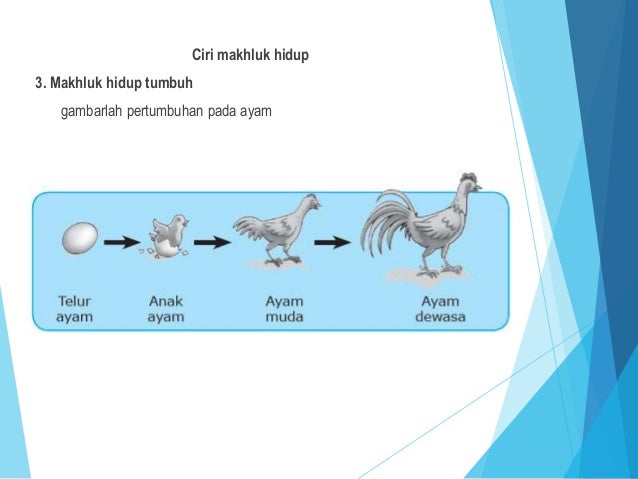 Ciri makhluk hidup