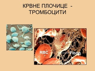 КРВНЕ ПЛОЧИЦЕ -
ТРОМБОЦИТИ
 