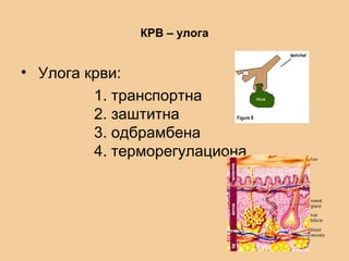 КРВ – улога
• Улога крви:
1. транспортна
2. заштитна
3. одбрамбена
4. терморегулациона
 