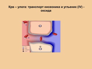 Крв – улога: транспорт кисеоника и угљеник (IV) -
оксида
 