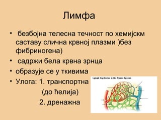 Лимфа
• безбојна телесна течност по хемијскм
саставу слична крвној плазми )без
фибриногена)
• садржи бела крвна зрнца
• образује се у ткивима
• Улога: 1. транспортна
(до ћелија)
2. дренажна
 