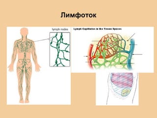 Лимфоток
 
