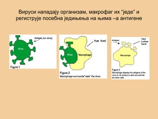 Вируси нападају организам, макрофаг их “једе” и
региструје посебна једињења на њима –а антигене
 