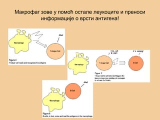 Макрофаг зове у помоћ остале леукоците и преноси
информације о врсти антигена!
 