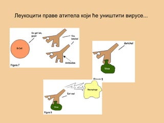 Леукоцити праве атитела који ће уништити вирусе...
 