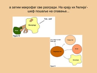 а затим макрофаг све разгради. На крају их ћелија’-
шеф пошаље на спавање...
 