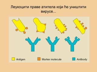 Леукоцити праве атитела који ће уништити
вирусе...
 