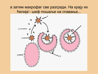 а затим макрофаг све разгради. На крају их
ћелија’- шеф пошаље на спавање...
 