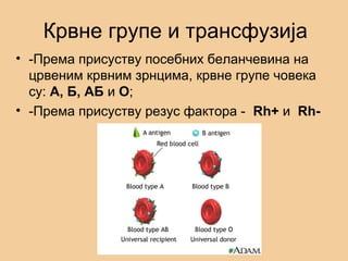 Крвне групе и трансфузија
• -Према присуству посебних беланчевина на
црвеним крвним зрнцима, крвне групе човека
су: А, Б, АБ и О;
• -Према присуству резус фактора - Rh+ и Rh-
 