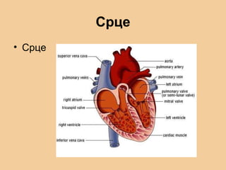 Срце
• Срце
 