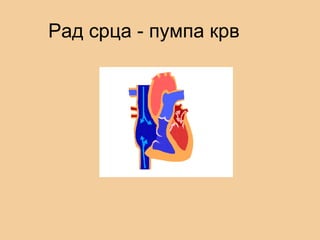 Рад срца - пумпа крв
 