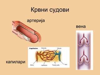 Крвни судови
артерија
вена
капилари
 
