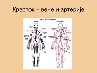 Крвоток – вене и артерије
 