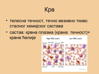 Крв
• телесна течност, течно везивно ткиво
сталног хемијског састава
• састав: крвна плазма (крвна течност)+
крвне ћелије
 