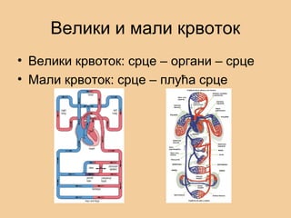 Велики и мали крвоток
• Велики крвоток: срце – органи – срце
• Мали крвоток: срце – плућа срце
 