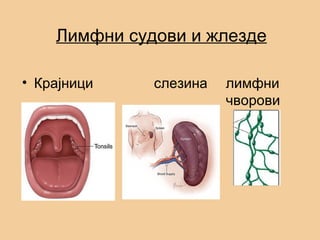 Лимфни судови и жлезде
• Крајници слезина лимфни
чворови
 