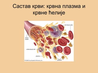 Састав крви: крвна плазма и
крвне ћелије
 
