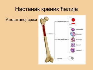 Настанак крвних ћелија
У коштаној сржи
 