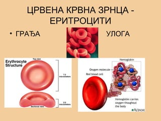 ЦРВЕНА КРВНА ЗРНЦА -
ЕРИТРОЦИТИ
• ГРАЂА УЛОГА
 