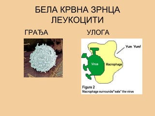 БЕЛА КРВНА ЗРНЦА
ЛЕУКОЦИТИ
ГРАЂА УЛОГА
 