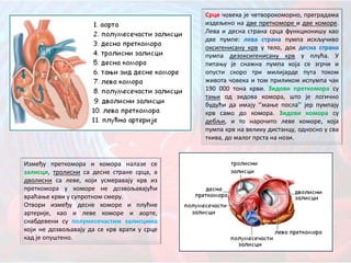 Срце човека је четворокоморно, преградама
издељено на две преткоморе и две коморе.
Лева и десна страна срца функционишу као
две пумпе: лева страна пумпа искључиво
оксигенисану крв у тело, док десна страна
пумпа дезоксигенисану крв у плућа. У
питању је снажна пумпа која се згрчи и
опусти скоро три милијарде пута током
живота човека и том приликом испумпа чак
190 000 тона крви. Зидови преткомора су
тањи од зидова комора, што је логично
будући да имају ‘’мање посла’’ јер пумпају
крв само до комора. Зидови комора су
дебљи, и то нарочито леве коморе, која
пумпа крв на велику дистанцу, односно у сва
ткива, до малог прста на нози.
Између преткомора и комора налазе се
залисци, тролисни са десне стране срца, а
дволисни са леве, који усмеравају крв из
преткомора у коморе не дозвољавајући
враћање крви у супротном смеру.
Отвори између десне коморе и плућне
артерије, као и леве коморе и аорте,
снабдевени су полумесечастим залисцима
који не дозвољавају да се крв врати у срце
кад је опуштено.
 