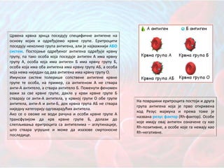 Црвена крвна зрнца поседују специфичне антигене на
основу којих и одређујемо крвне групе. Еритроцити
поседују неколико група антигена, али је најважнији АБО
систем. Постојање одређеног антигена одређује крвну
групу, па тако особа која поседује антиген А има крвну
групу А, особа која има антиген Б има крвну групу Б,
особа која има оба антигена има крвну групу АБ, а особа
која нема ниједан од два антигена има крвну групу О.
Имунски систем толерише сопствене антигене крвне
групе те особа, на пример, са антигеном А не ствара
анти-А антитело, а ствара антитело Б. Поменути феномен
важи за све крвне групе, дакле у крви крвне групе Б
стварају се анти-А антитела, у крвној групи О обе групе
антитела, анти-А и анти-Б, док крвна група АБ не ствара
ниједну категорију одговарајућих антитела.
Ако се о овоме не води рачуна и особи крвне групе А
трансфузијом да крв крвне групе Б, долази до
слепљивања еритроцита са антителима – аглутинације,
што ствара угрушке и може да изазове смртоносне
последице.
На површини еритроцита постоји и друга
група антигена која је прво откривена
код Резус мајмуна и према томе је
названа резус фактор (Rh-фактор). Особе
које имају овај антиген означене су као
Rh-позитивне, а особе које га немају као
Rh-негативне.
 