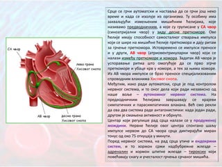 Срце се грчи аутоматски и наставља да се грчи још неко
време и када се изолује из организма. Ту особину има
захваљујући измењеним мишићним ћелијама, које
називамо предводничким, а које су груписане у СА чвор
(синоатријални чвор) у зиду десне преткоморе. Ове
ћелије имају способност самосталног стварања импулса
који се шире на мишићне ћелије преткомора и дају ритам
за грчење преткомора. Истовремено се импулси преносе
и у други, АВ чвор (атриовентрикуларни чвор) који се
налази између преткоморе и комора. Задатак АВ чвора је
успоравање ритма што омогућује да се прво згрче
преткоморе и убаце крв у коморе, а тек за њима коморе.
Из АВ чвора импулси се брзо преносе специјализованим
спроводним влакнима Хисовог снопа.
Међутим, иако ради аутоматски, срце је под контролом
нервног система, и то оног дела који ради независно од
наше воље – аутономног нервног система. На
предводничким ћелијама завршавају се крајеви
симпатичких и парасимпатичких влакана. Већ смо рекли
да ова два система раде антагонистички: када један ради,
другом је смањена активност и обрнуто.
Центар који регулише рад срца налази се у продуженој
мождини. Нервне ћелије овог центра спонтано шаљу
импулсе нервом до СА чвора срца диктирајући миран
тонус од око 75 откуцаја у минути.
Поред нервног система, на рад срца утиче и ендокрини
систем, и то хормон сржи надбубрежне жлезде –
адреналин и хормон штитне жлезде – тироксин који
повећавају снагу и учесталост грчења срчаног мишића.
 