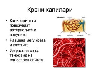cardiovascular system | PPT