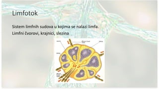 Cirkulatorni sistem | PPTX