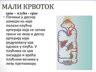 срце – плућа - срце
 