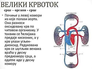 срце – органи - срце
 