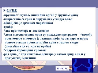  СРЦЕ
-крушкаст шупаљ мишићни орган у грудном кошу
-непрестано се грчи и опружа без утицаја воље
-обавијено је срчаном марамицом
-грађа:
*две преткоморе и две коморе
*лева и десна страна срца су подељене преградом *између
преткоморе и коморе је зализак, који се затвара и после
поново отвора пропуштајући крви у једном смеру
(омогућава да се крв не враћа)
*садржи коронарни крвоток
-рад срца је под контолом центара у самом срцу, али и у
продуженој мождини
зализак
 