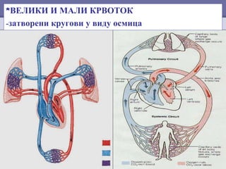*ВЕЛИКИ И МАЛИ КРВОТОК
-затворени кругови у виду осмица
 