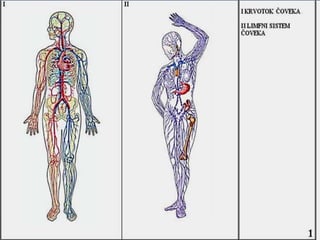 Cirkulatorni sistem srce, krvi sudovi, limfni sudovi