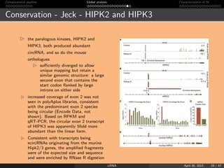 Computational pipeline Global analysis Characterization of 50
Conservation - Jeck - HIPK2 and HIPK3
the paralogous kinases...