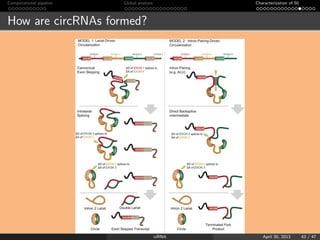 Computational pipeline Global analysis Characterization of 50
How are circRNAs formed?
ciRNA April 30, 2013 43 / 47
 