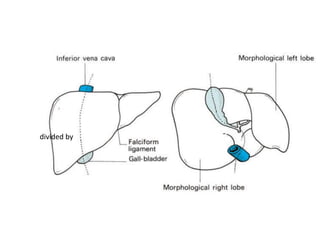 Segmental
Division

Anatomical
division

Physiological
division

divided by

Falciform
ligament (ant)

Ligamentum
venosum
(post)

Fossa for gall
bladder

Fossa for IVC

 