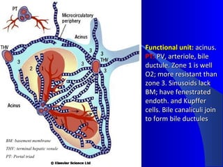 Acinus Functional Unit Cirrhosis and portal hypertension | PPT