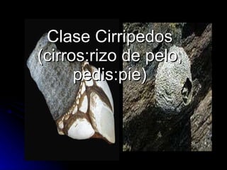 Clase Cirripedos (cirros:rizo de pelo, pedis:pie) 
