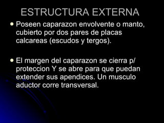 ESTRUCTURA EXTERNA Poseen caparazon envolvente o manto, cubierto por dos pares de placas calcareas (escudos y tergos). El margen del caparazon se cierra p/ proteccion Y se abre para que puedan extender sus apendices. Un musculo aductor corre transversal. 
