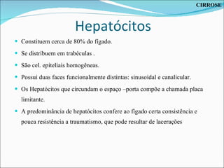 Hepatócitos Constituem cerca de 80% do fígado. Se distribuem em trabéculas . São cel. epiteliais homogêneas. Possui duas faces funcionalmente distintas: sinusoidal e canalicular. Os Hepatócitos que circundam o espaço –porta compõe a chamada placa limitante. A predominância de hepatócitos confere ao fígado certa consistência e pouca resistência a traumatismo, que pode resultar de lacerações CIRROSE 