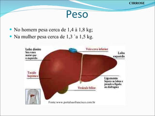 Peso No homem pesa cerca de 1,4 à 1,8 kg; Na mulher pesa cerca de 1,3 `a 1,5 kg. Fonte:www.portalsaofrancisco.com.br CIRROSE 