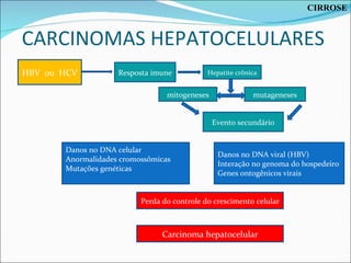 CARCINOMAS HEPATOCELULARES HBV  ou  HCV Resposta imune Hepatite crônica mutageneses mitogeneses Evento secundário Danos no DNA celular Anormalidades cromossômicas Mutações genéticas Danos no DNA viral (HBV) Interação no genoma do hospedeiro Genes ontogênicos virais Perda do controle do crescimento celular Carcinoma hepatocelular CIRROSE 