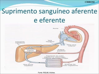 Suprimento sanguíneo aferente e eferente Fonte: ROLIM, Andrea. CIRROSE 