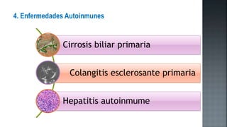 4. Enfermedades Autoinmunes
Cirrosis biliar primaria
Colangitis esclerosante primaria
Hepatitis autoinmume
 